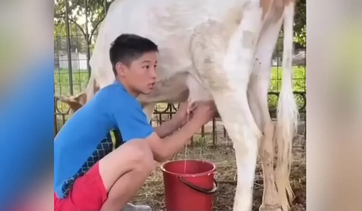 «Мамасына көмектескен деген жақсы»: сиыр сауып отырған бозбаланың әрекеті жұртты тәнті етті