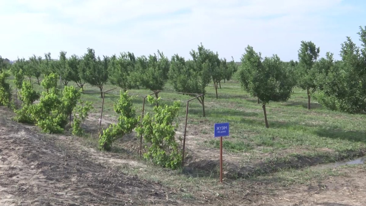 Қызылордада «Жер аманаты» жобасы негізінде 76 мың гектардан аса жер мемлекетке қайтарылды