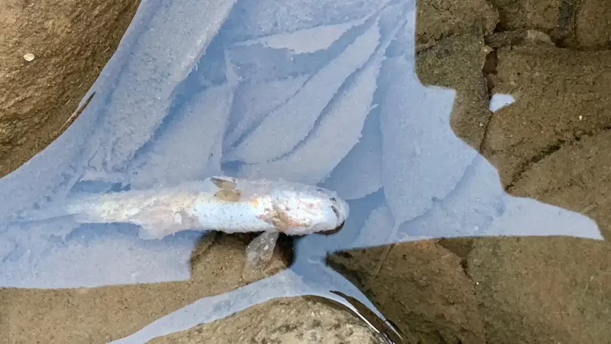 Ақтөбедегі су бөгетінде балық қырылып жатыр