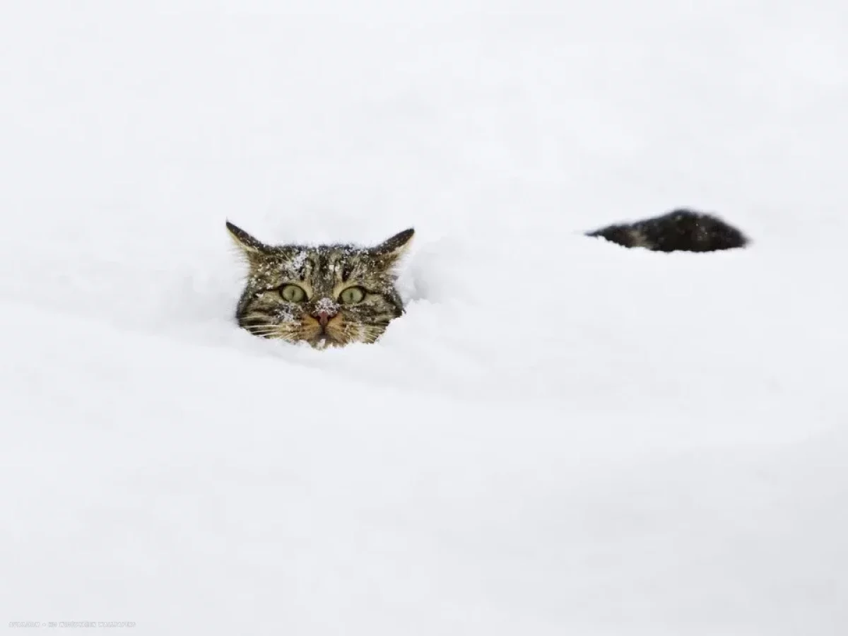 Очень снежную зиму прогнозируют в Казахстане