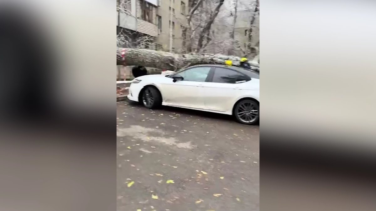 В Алматы дерево упало на припаркованные авто