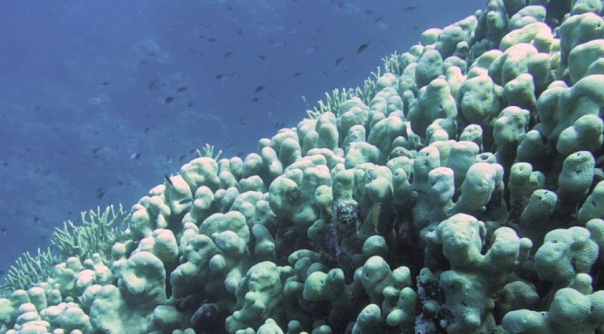 Соломон аралдарынан әлемдегі ең үлкен коралл табылды