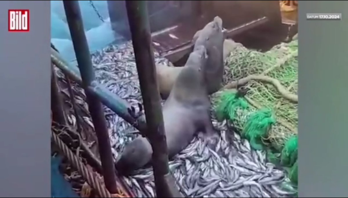 Морские львы напали на рыбаков близ Камчатки
