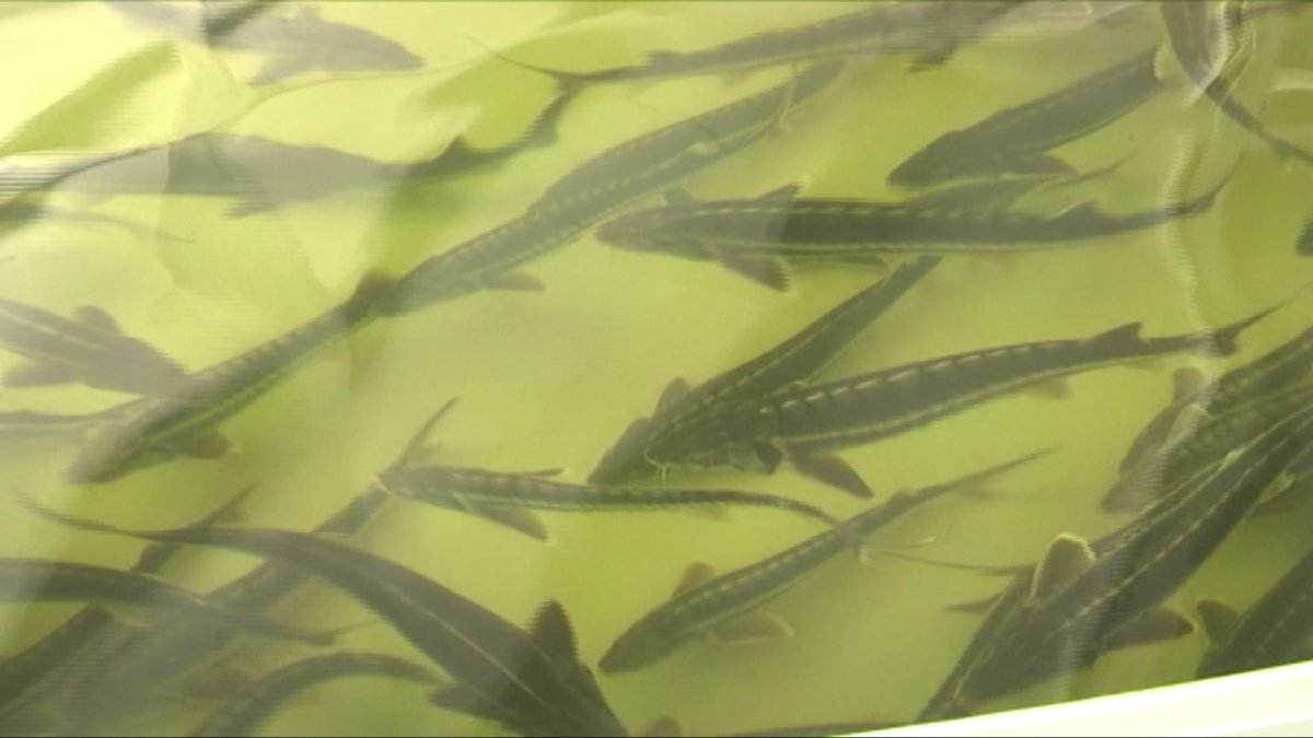 Ел тұрғындарды балықты 4 есе аз тұтынады