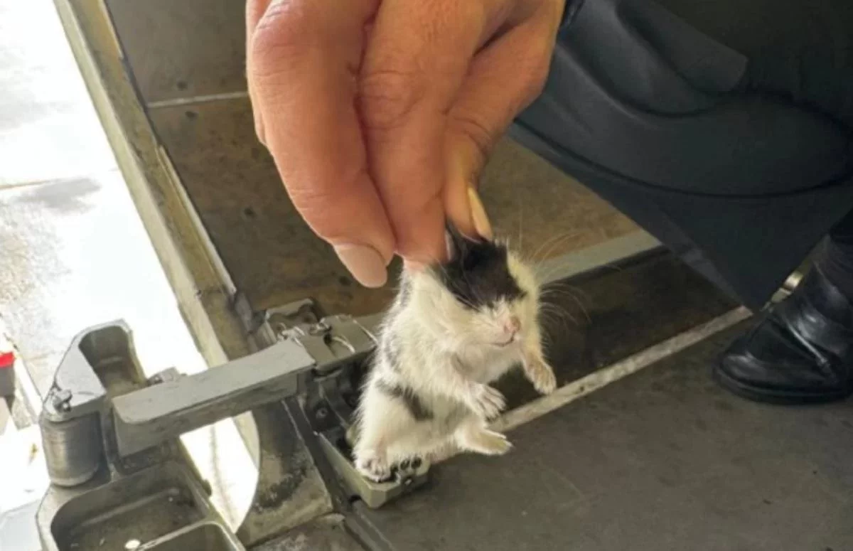 Ұшақ атжалмандардың кесірінен 4 күн бойы рейс орындай алмаған