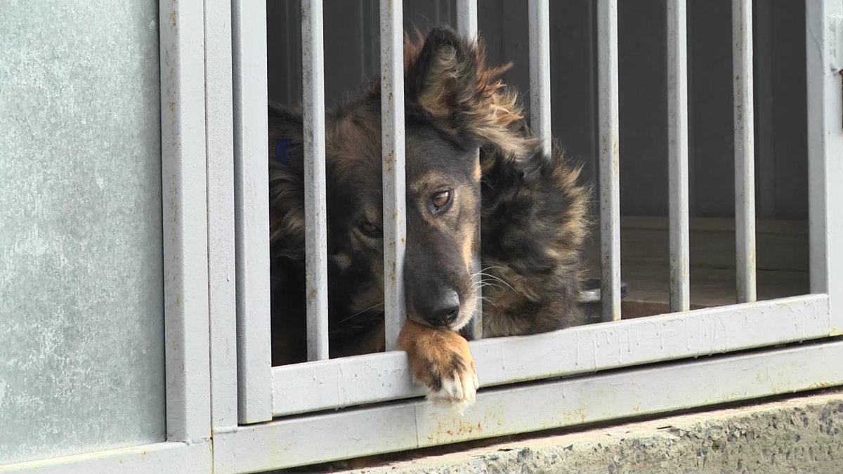 «Қаңғыбас иттерге жылына 450 млрд теңге, күніне 1,2 млрд теңге жұмсалады», - министрлік