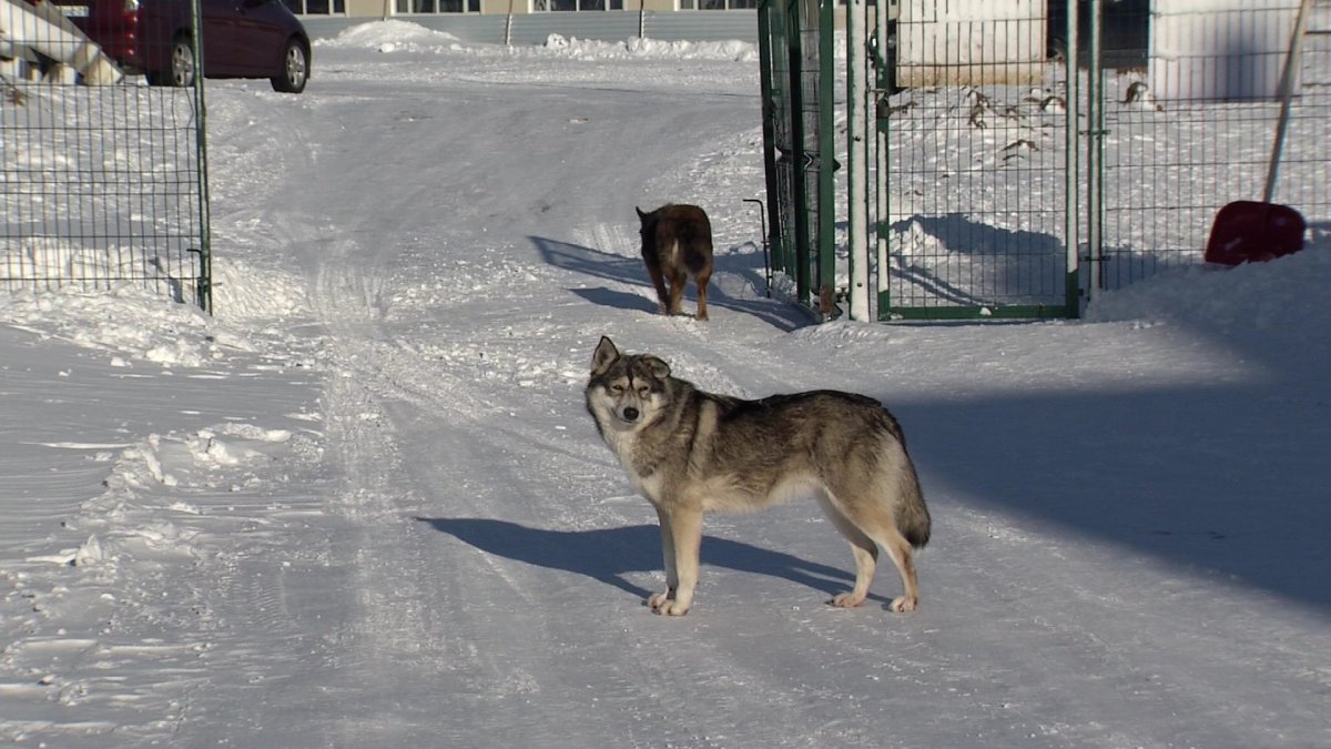 "Миллионы жизней собак не стоят одной жизни человека": как депутаты обсуждали борьбу с бродячими животными