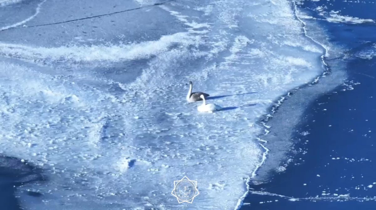 Раненого лебедя спасли сотрудники МЧС в Актюбинской области (ВИДЕО)