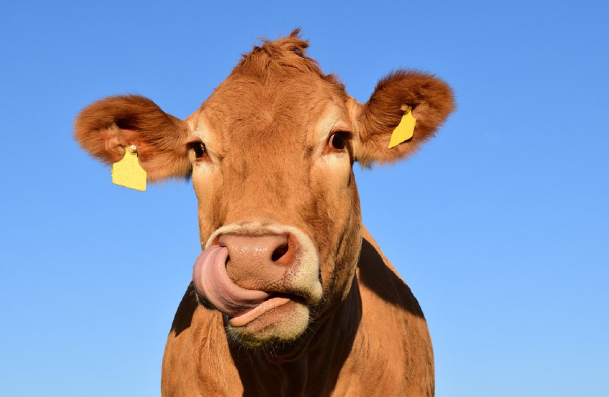 У работника убойного цеха на скотном рынке в Атырау выявили признаки сибирской язвы