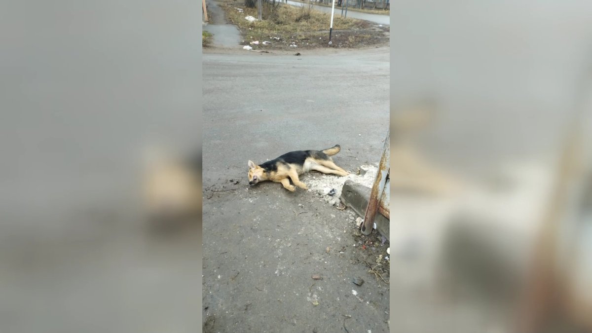 "Он ездит на машине без номеров": уральские зоозащитники уверяют, что видели того, кто устроил массовое убийство собак