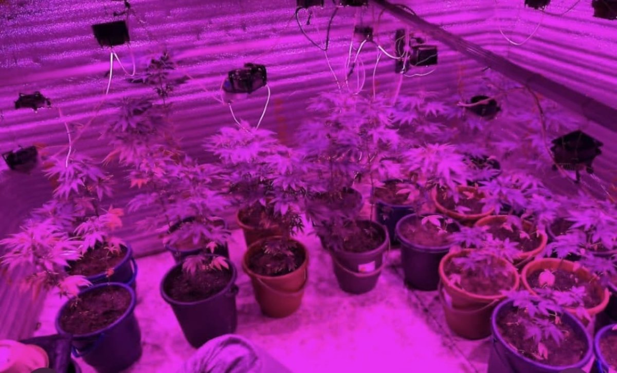 Акмолинец выращивал марихуану по лайфхакам из интернета