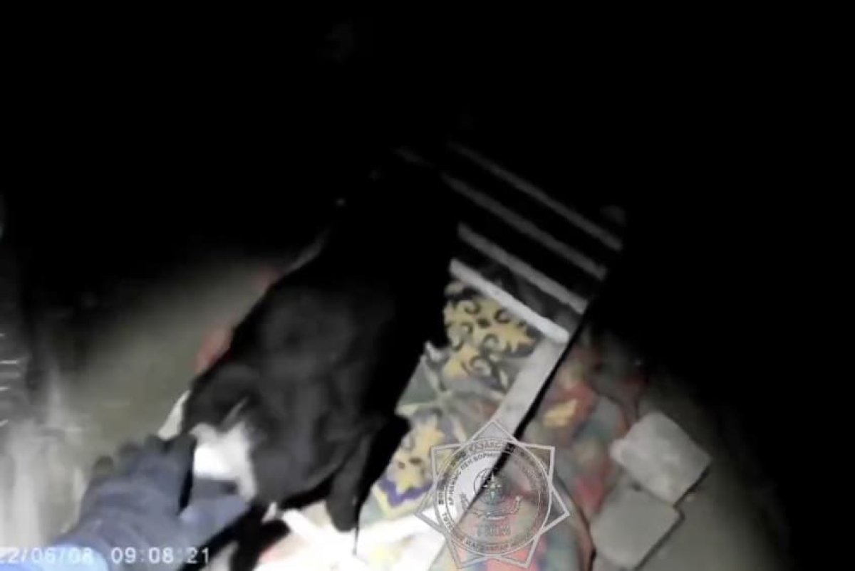 Трогательное спасение уральских собак попало на видео