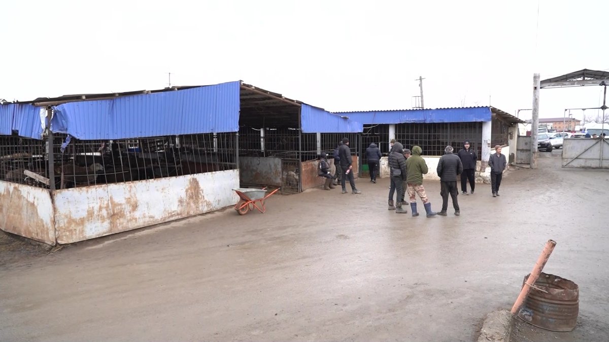 Атыраудағы мал базары қызметкерінен сібір жарасы анықталды