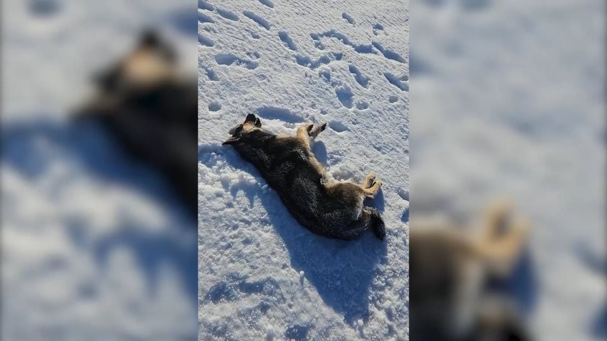 Мертвых собак находят на улицах Костаная