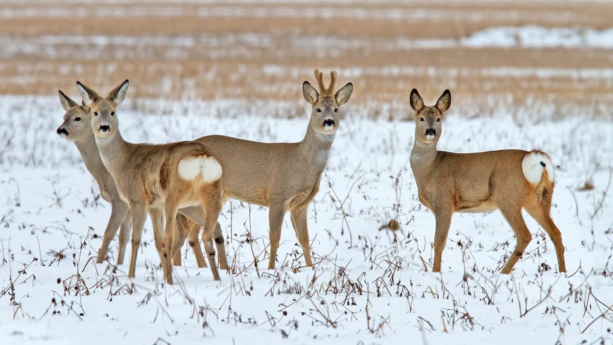 «Ертіс орманында» еліктердің саны артты