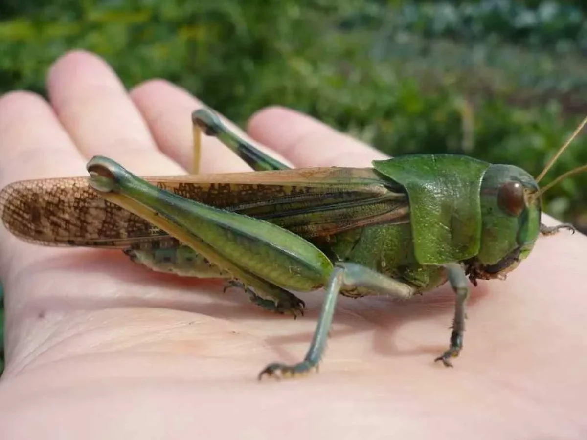 За взятку в борьбе с саранчой арестован глава Комитета Минсельхоза