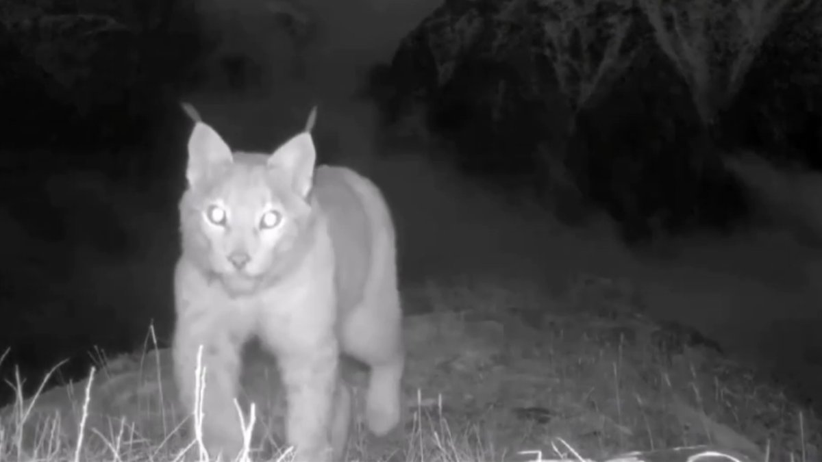 В Катон-Карагайском нацпарке в объектив фото ловушки попали редкие звери и птицы