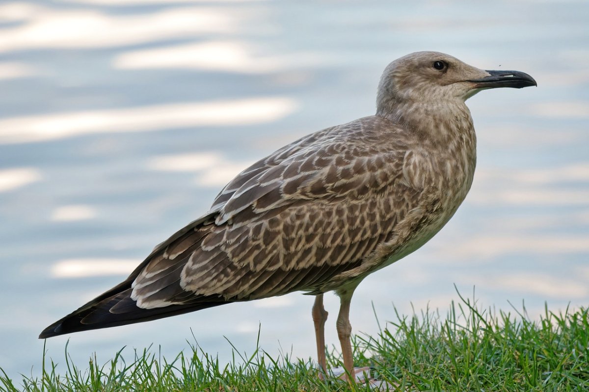 Морской оперативный штаб по борьбе с терроризмом обратился к казахстанцам