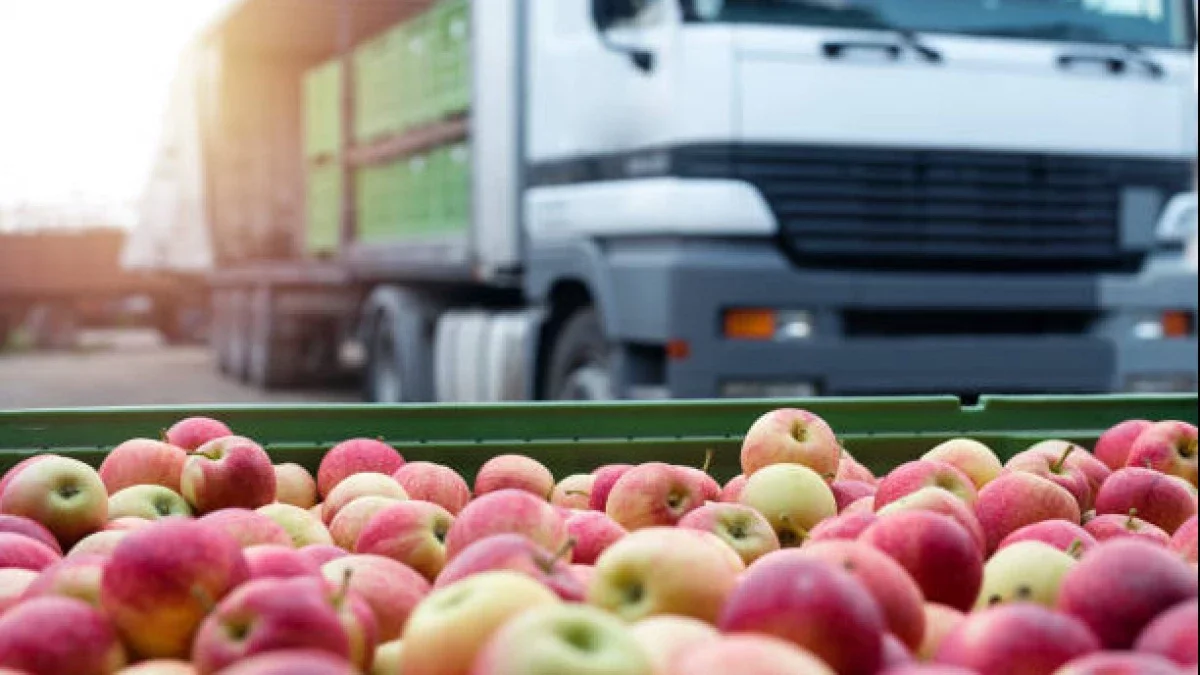 Алма тиелген 8 жүк көлігі шекарада заңсыз тұрып қалған