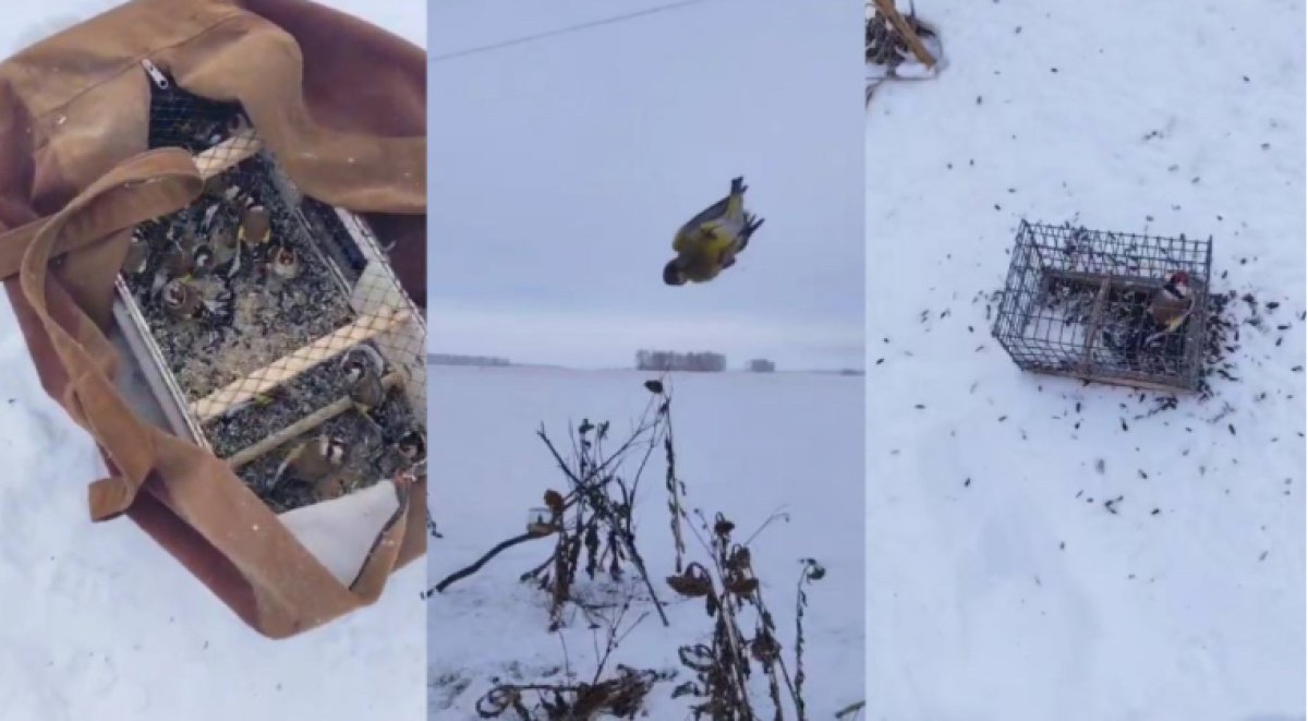 Астанчанин ловил щеглов и продавал птиц в интернете