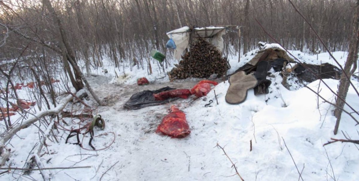 Похитил лошадь и прятался в самодельной землянке: скотокрада задержали в СКО