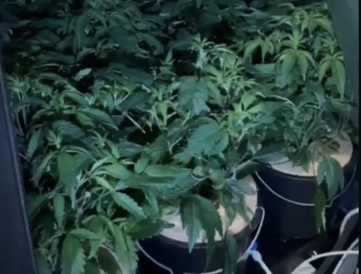 Продавцов марихуаны и «синтетики» задержали в Шымкенте (ВИДЕО)