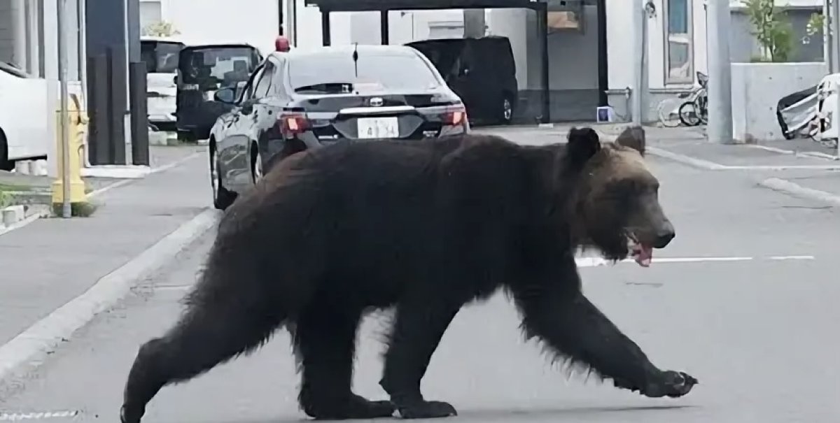 Забравшегося в супермаркет медведя три дня ловили в Японии