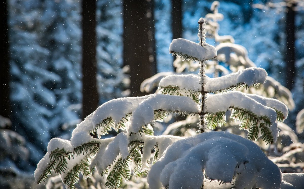 Снег, туманы, гололёд: синоптики озвучили прогноз на ближайшие дни в Казахстане