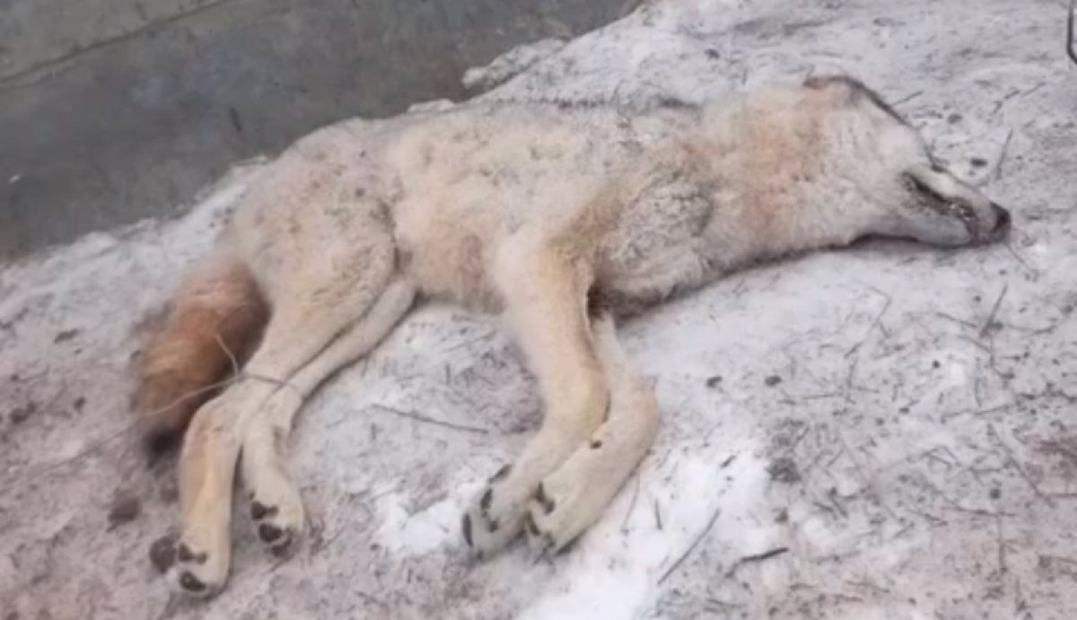 Волк напал на сельчанина в Атырауской области