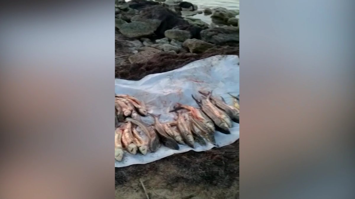 11 миллионов тенге штрафа могут заплатить жители Мангистау за незаконный улов рыбы