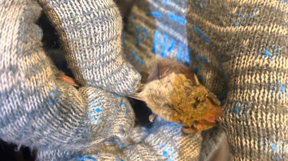 Летучая мышь залетела в квартиру в Уральске