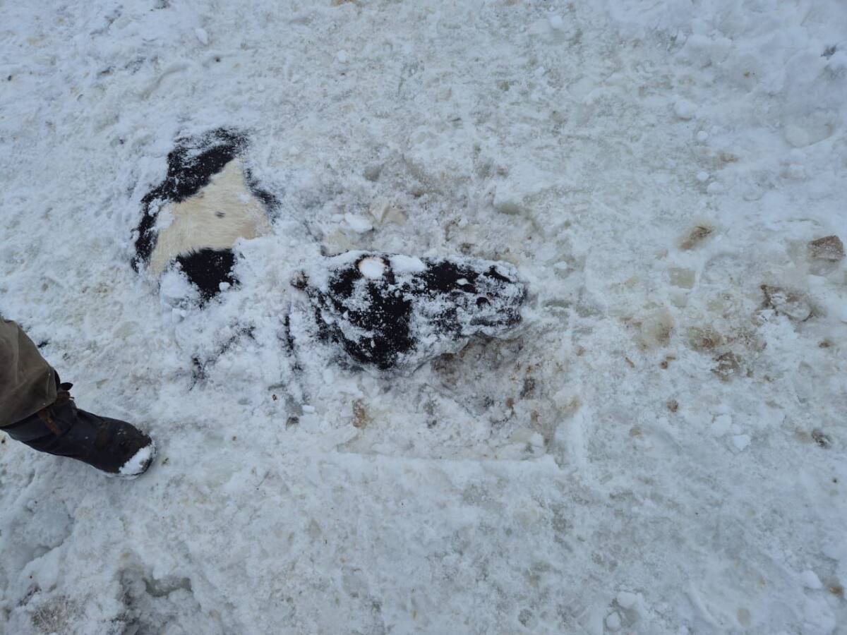 Пропавших лошадей нашли под ледяной водой в Карагандинской области