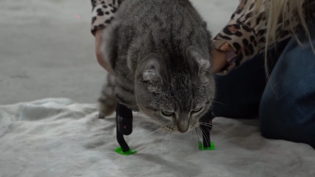 Распечатанные на 3D принтере протезы поставили кошке без четырёх лап в Костанае