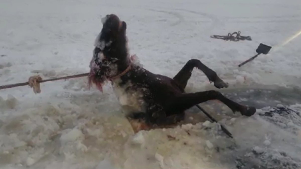 Қарағанды облысында 20 күн бойы іздеген бір үйір жылқы судың астынан табылды