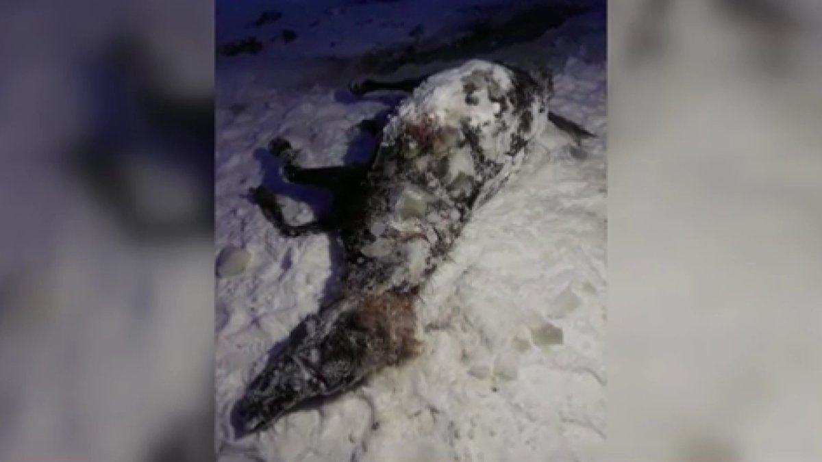 В Карагандинской области утонул табун лошадей