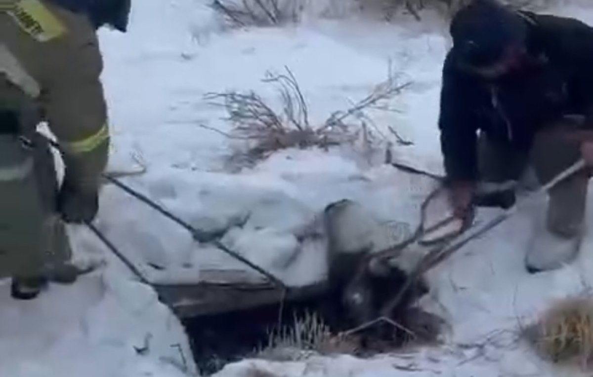 Корова провалилась в колодец в Сарани