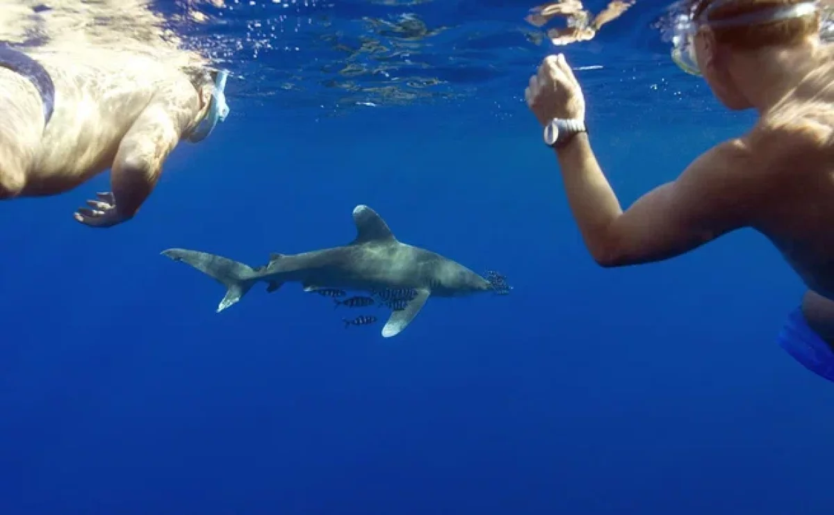 Акула напала на отца с сыном в Египте