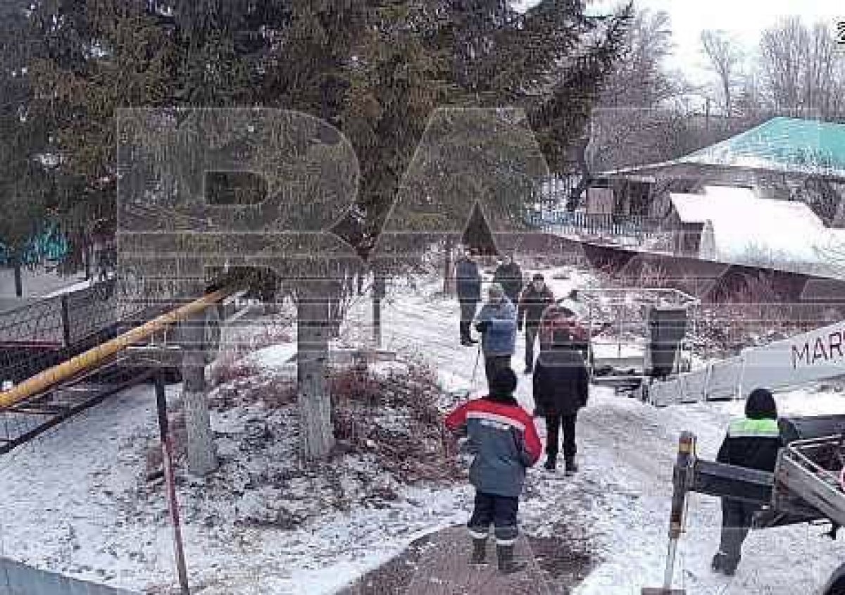 У россиянки спилили ёлку под окном и выставили на городской площади