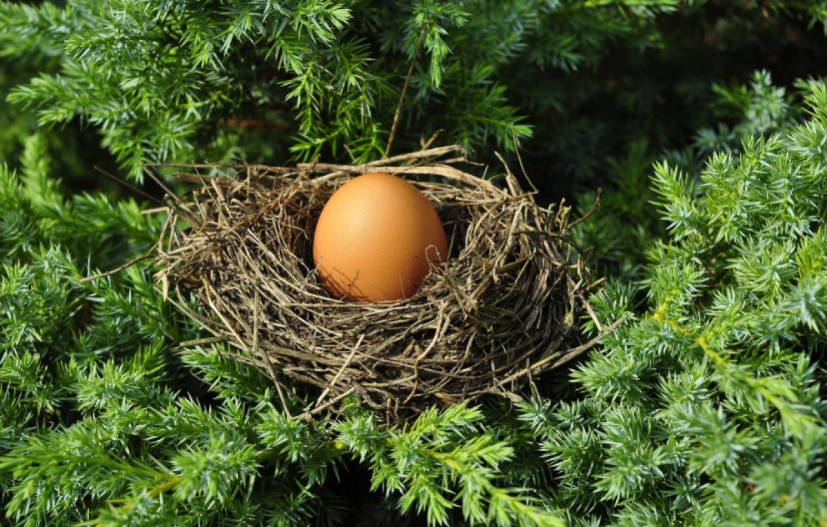 Самая старая птица в мире отложила яйцо в возрасте 74 лет