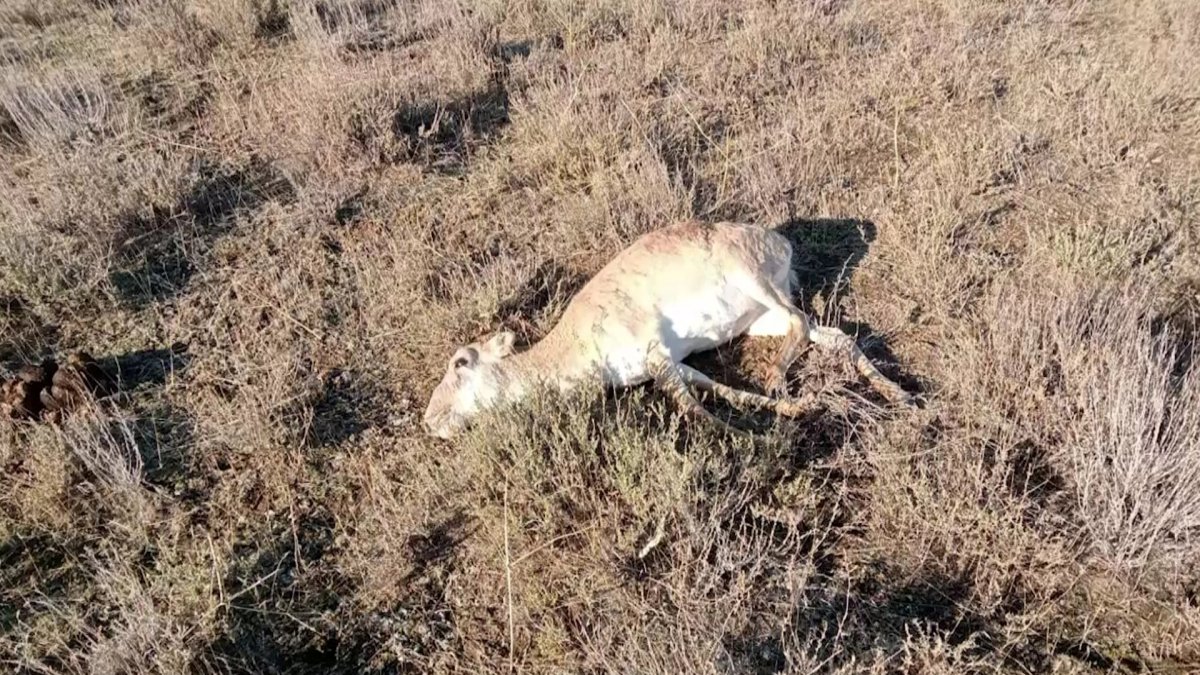 Атырау облысында киік өлексесінен пастереллез ауруы анықталды