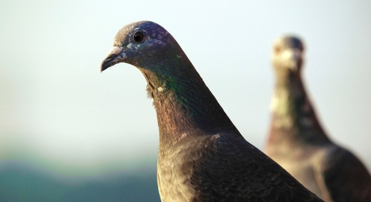 Восемь месяцев провел "за решеткой": в Индии освободили из-под стражи "голубя-шпиона"