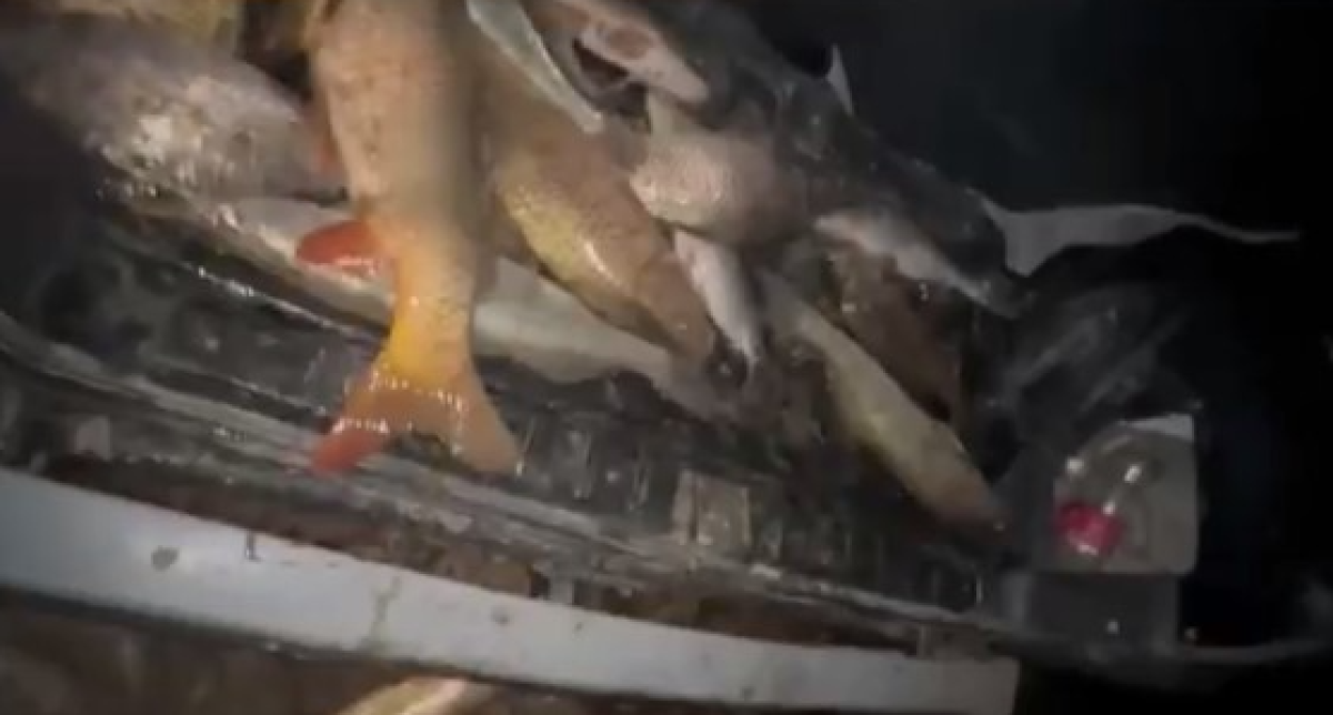 Глушили рыбу электричеством: троих браконьеров разыскивают в Туркестанской области