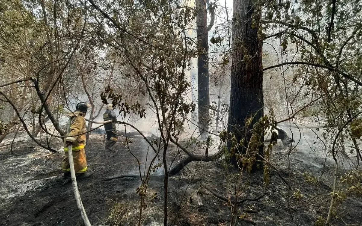 Абай облысында өртенген ағашты өңдеу зауыты салынады – министр