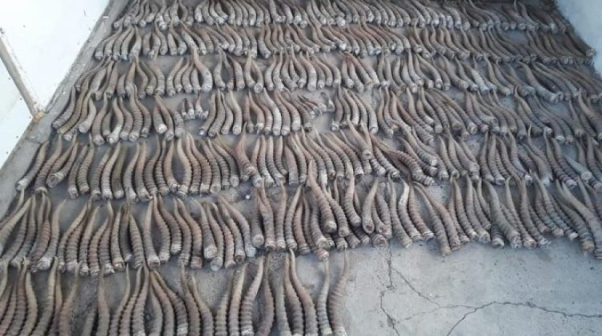 Жетісу облысында 142 кг балық пен 6 дана ақбөкен мүйізі тәркіленді