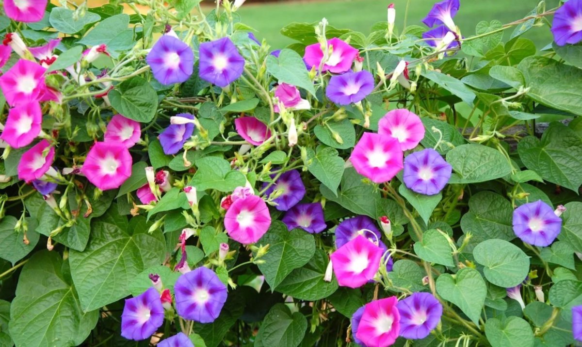 За выращивание обычного вьюнка в России теперь можно получить до восьми лет тюрьмы