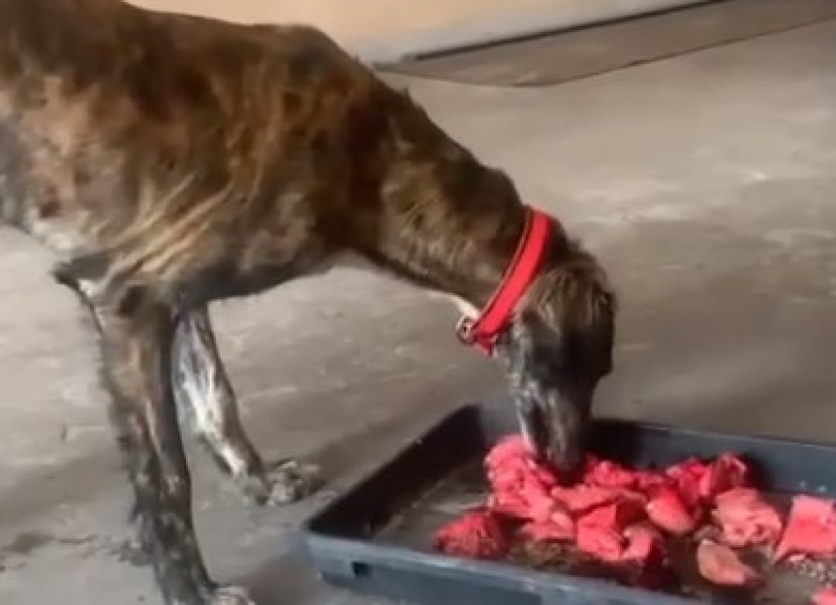 Карагандинец застрелил выставочную тазы, "приняв за бродячую"