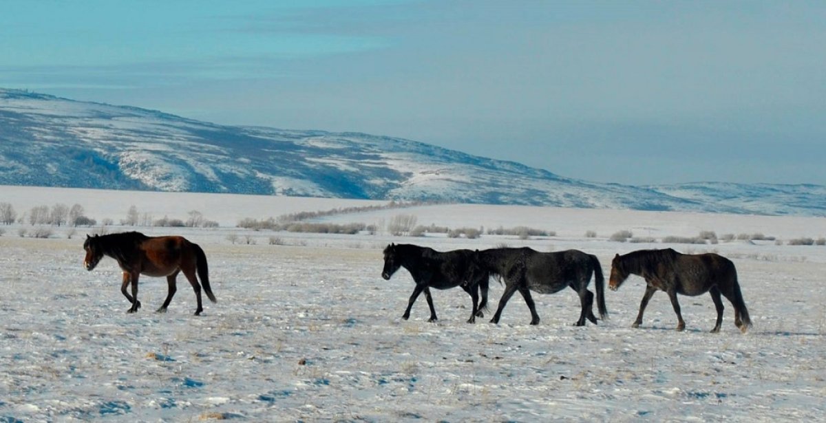 Қақаған аяз бен көк мұзда жылқылар тебіндей алмай, азықсыз қалды