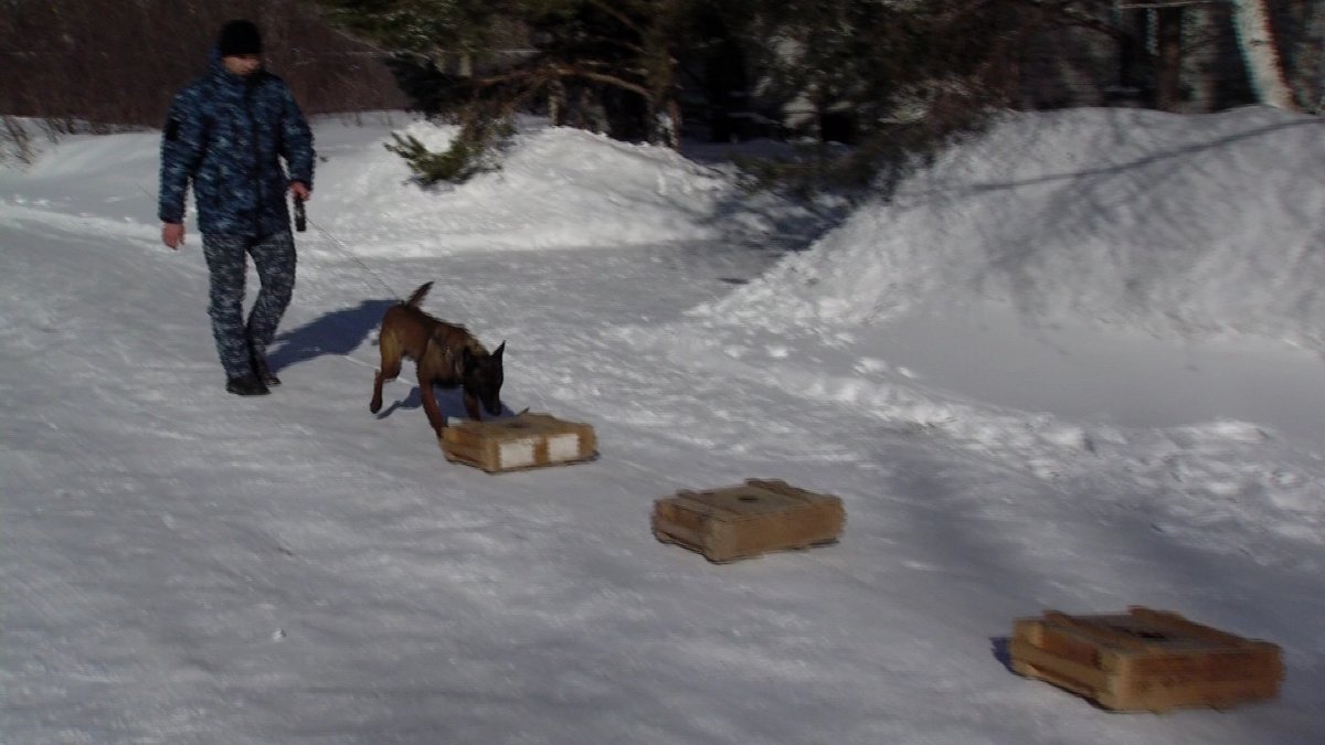 Жыл басынан бері елімізде кинологиялық иттердің көмегімен 575 қылмыс ашылды