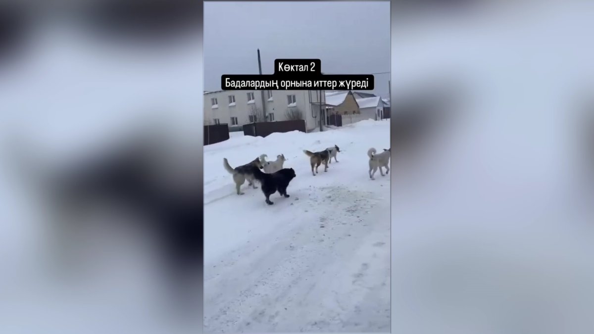 Астанадағы Көктал-2 тұрғындары иттен қорқып, көшеге шыға алмай отыр