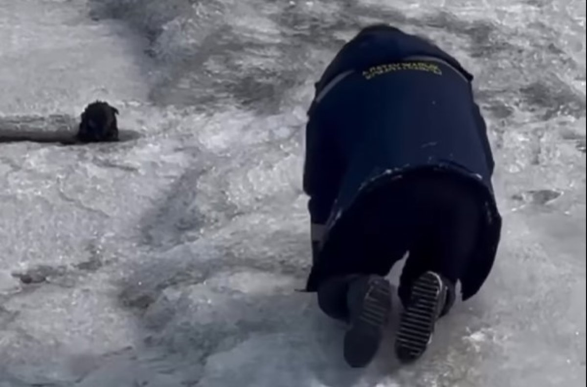 Спас щенка, рискуя собой: поступок алматинца восхитил казнет